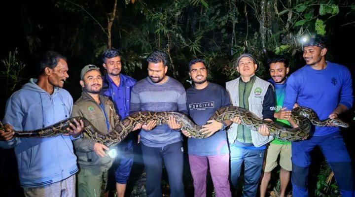 লাউয়াছড়া জাতীয় উদ্যানে অবমুক্ত করা হল ৪০ কেজি ওজনের অজগর সাপ